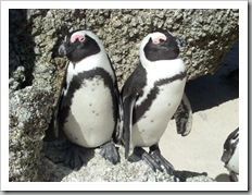 South African Penguins