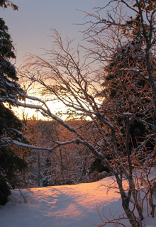 Looking through illuminated trees - Valtavaara Kuusamo