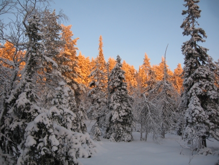 Baumwipfel in rotem Licht - Valtavaara Nationalpark Finnland